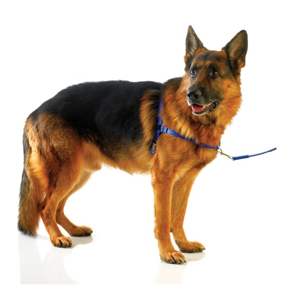 Ultrahund Ultrahund Freedom Harness ROYAL SMALL - 4136-RY-S