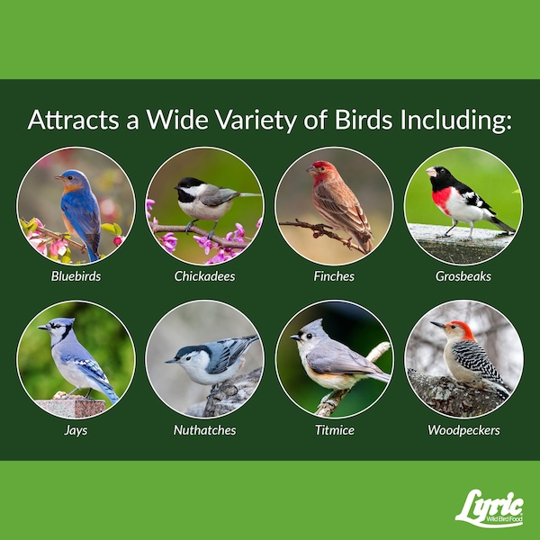 Lyric Lyric Fine Tunes Assorted Species Peanut Pieces Wild Bird Food 15 lb - 26-47410