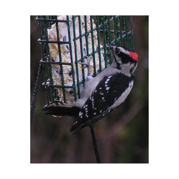 C&S Products C&S Products Woodpecker Treat Assorted Species Beef Suet Wild Bird Food 11 oz - 12569