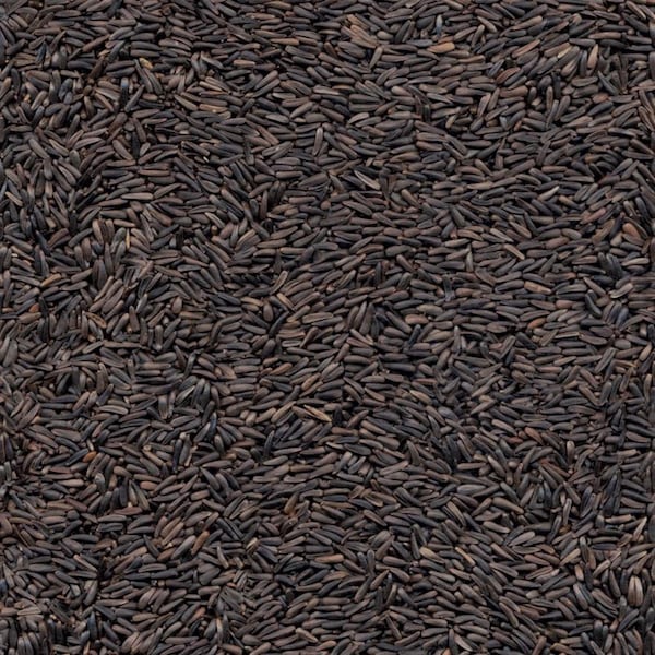 Kaytee Products Kaytee Nyjer Songbird Nyger Thistle Seed Wild Bird Food 3 lb - 100061916