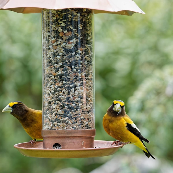 Global Harvest Foods Songbird Selections Wild Bird Nuts Bird Seed 10 lb - 13636
