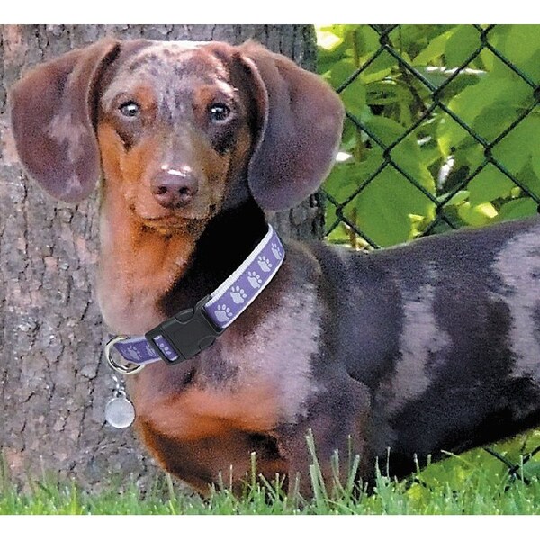 Casual Canine Dog Collar, 10 to 16 in L Collar, 5/8 in W Collar, Nylon, Purple - ZA8871 10 79