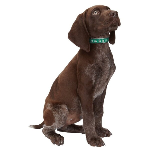 Casual Canine Dog Collar, 6 to 10 in L Collar, 3/8 in W Collar, Nylon, Green - ZA8871 06 43