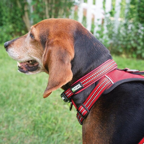 Guardian Gear Dog Collar, O-Ring Link, 24 to 83 in L Collar, Nylon, True Red - ZA0006 24 83