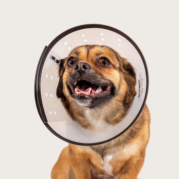 Vetone Saf-T-Clear Collar, 9.25 in. Width , 15.25 in.-20 in.Neck Circumference - 654006