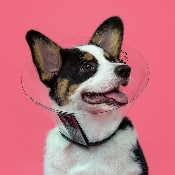 Vetone Elizabethan Collar, 9in. - 12-1/2in. Neck Circumference, Clear - 617006