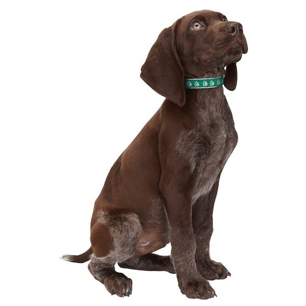Casual Canine Dog Collar, 14 to 20 in L Collar, 5/8 in W Collar, Nylon, Green - ZA8871 14 43