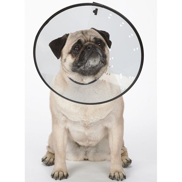 Petedge TP7167 M CL Elizabethan Collar, Fits Neck Size: 8-1/2 to 14-1/2 in, Cat - TP7167 14 11