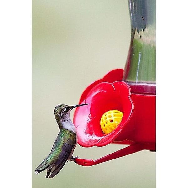 Perky-Pet Bird Feeder, 8 oz, 4PortPerch, GlassPlastic, Bright Red, 838 in H - 203CPBN