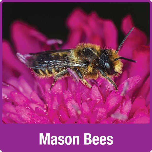 Natures Way Nature's Way Better Gardens Bee House - PWH1-AST