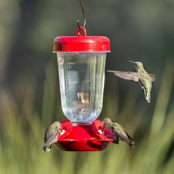 Perky-Pet Perky-Pet Hummingbird 16 oz Plastic Nectar Feeder 4 ports - 135TF