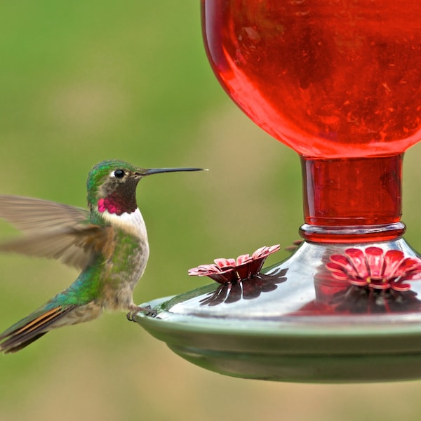 Perky-Pet Perky-Pet Hummingbird 16 oz Glass/Metal/Plastic Nectar Feeder 4 ports - 8109-2