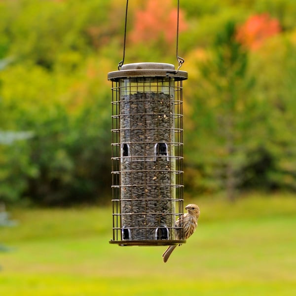 Perky-Pet Perky-Pet Squirrel Stumper Wild Bird 3 lb Metal/Plastic Bird Feeder 8 ports - 114