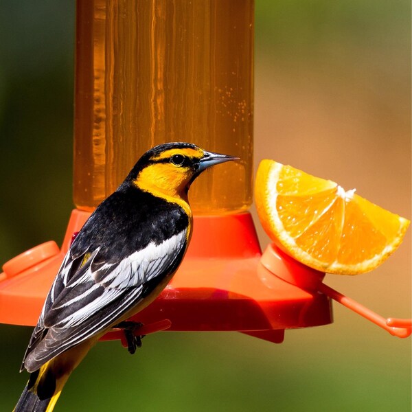 Perky-Pet Perky-Pet Oriole 30 oz Glass/Plastic Nectar Feeder 4 ports - 209BO-4