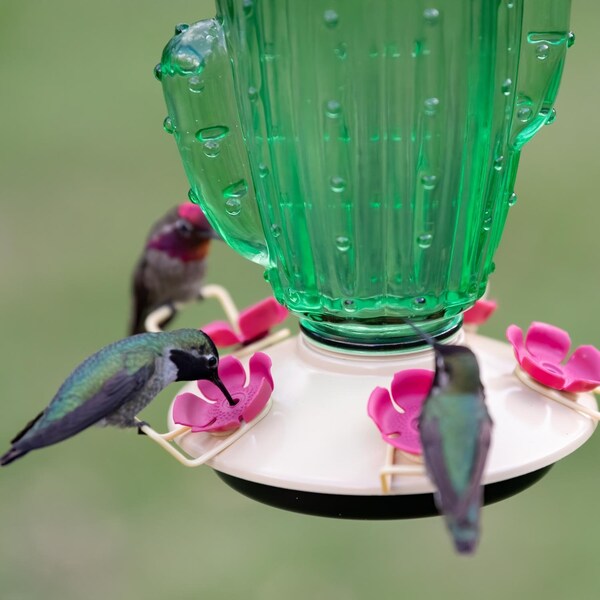 Victor Perky-Pet Hummingbird 32 oz Glass/Metal Cactus Top-Fill Bird Feeder 5 ports - 9111-2