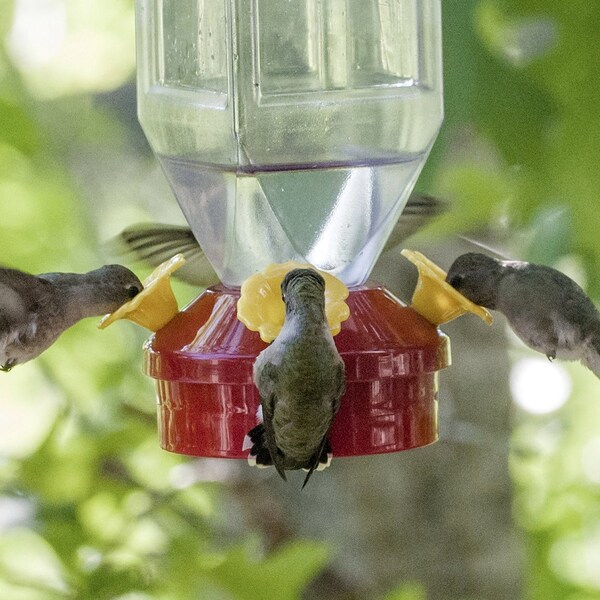 Perky-Pet Perky-Pet Hummingbird 18 oz Plastic Lantern Nectar Feeder 4 ports - 201
