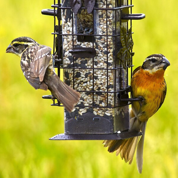 Birdscapes Perky-Pet Squirrel-Be-Gone Wild Bird 2 lb Metal/Plastic Bird Feeder 6 ports - 336