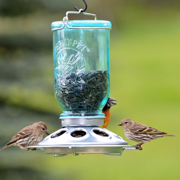 Perky-Pet Perky-Pet Wild Bird 1 lb Glass/Steel Mason Jar Bird Feeder 8 ports - 784