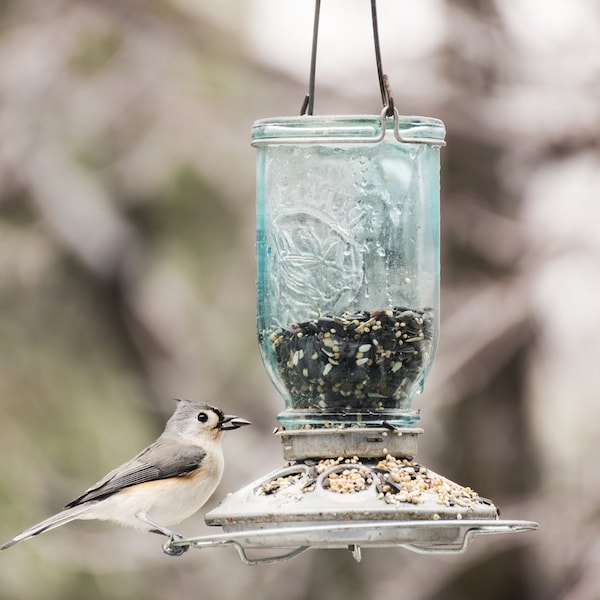 Perky-Pet Perky-Pet Wild Bird 1 lb Glass/Steel Mason Jar Bird Feeder 8 ports - 784
