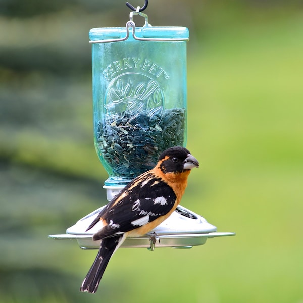 Perky-Pet Perky-Pet Wild Bird 1 lb Glass/Steel Mason Jar Bird Feeder 8 ports - 784