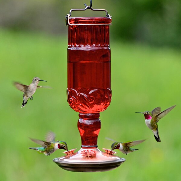 Perky-Pet Perky-Pet Hummingbird 24 oz Copper/Glass Nectar Feeder 4 ports - 8119-2