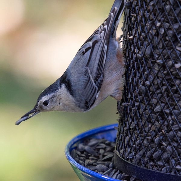 Perky-Pet Perky-Pet Wild Bird 8 lb Metal Mesh Dual Bird Feeder - BDH00348