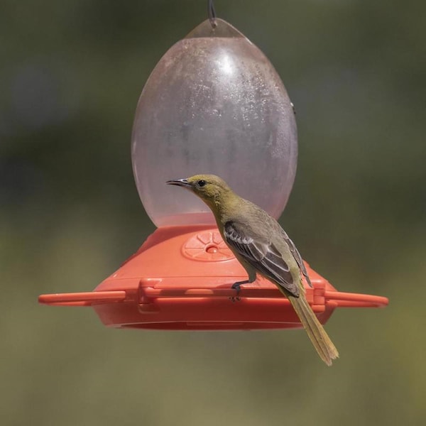 Perky-Pet Perky-Pet Oriole 32 oz Plastic Nectar Feeder 4 ports - 449-2