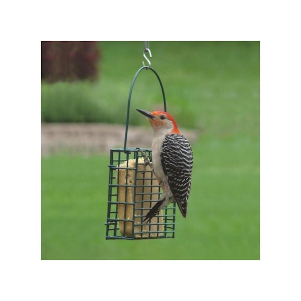 Audubon Bird Feeder Wild Bird Steel Suet Green - NASUET1