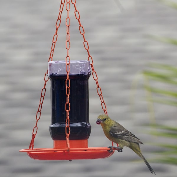 Perky-Pet Perky-Pet Oriole 32 oz Metal/Plastic Nectar Feeder 3 ports - 253