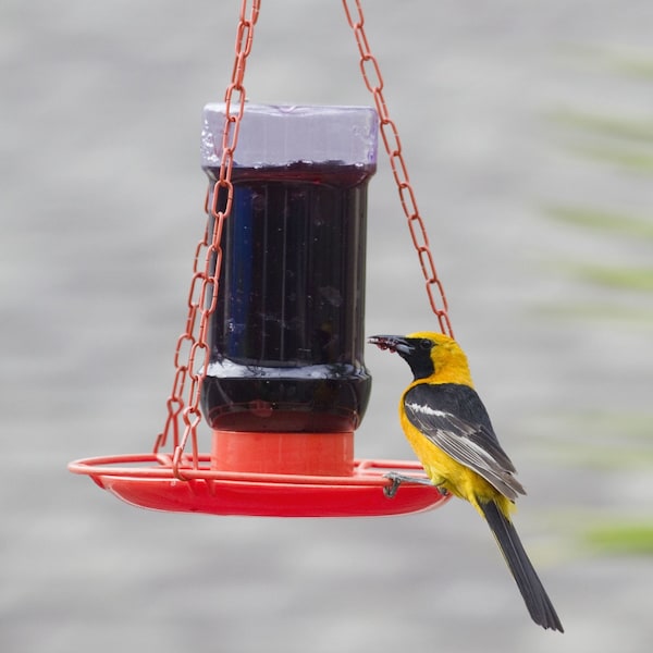 Perky-Pet Perky-Pet Oriole 32 oz Metal/Plastic Nectar Feeder 3 ports - 253