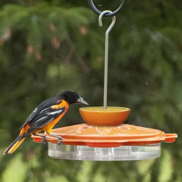 Audubon Audubon Oriole Plastic Jelly and Nectar Station Bird Feeder 8 ports - NAO1