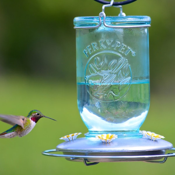 Perky-Pet Perky-Pet Hummingbird 32 oz Glass/Metal Mason Jar Nectar Feeder 5 ports - 785