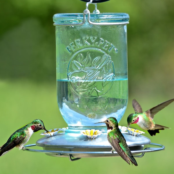 Perky-Pet Perky-Pet Hummingbird 32 oz Glass/Metal Mason Jar Nectar Feeder 5 ports - 785
