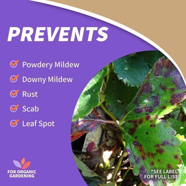 Bonide Products Bonide Captain Jack Fungicide/Insecticide/Miticide/Nematicide Liquid 1 gal - 2008
