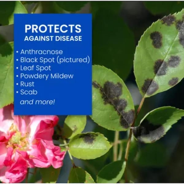 Bayer BioAdvanced 3-in-1 Ready-to-Use Insect Disease & Mite Control Spray 24 oz - 701290B