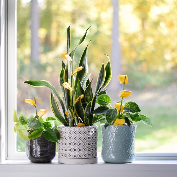 Safer Brand Safer Brand Houseplant Sticky Stakes 16 pk - 5026