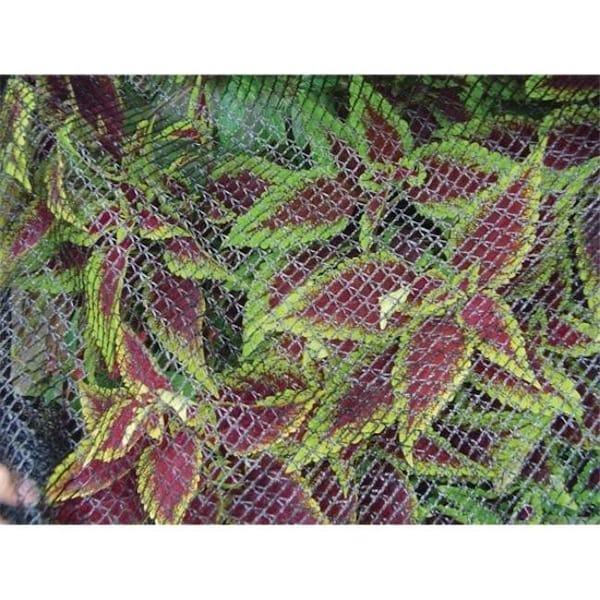 Gourmetgalley Dewitt 14 ft.x14 ft. Bird Barricade Deluxe Netting .25 in. mesh - GO50855