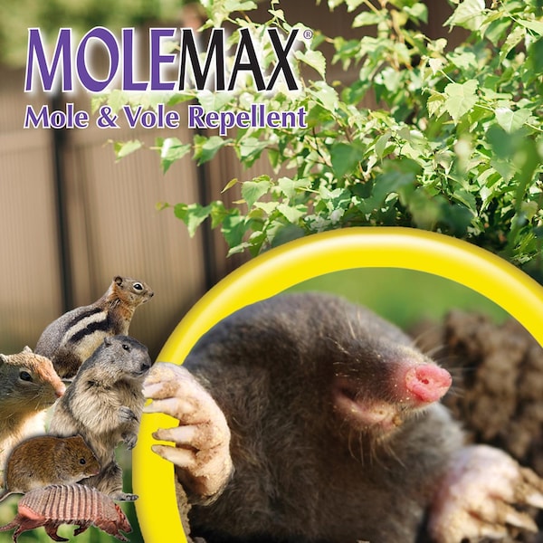 Bonide Products Bonide Molemax Animal Repellent Liquid For Moles and Voles 32 oz - 690