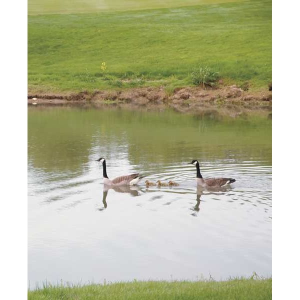 Flambeau Pond Swan Decoy, 36 In. L, 18 In. W - 5889LO