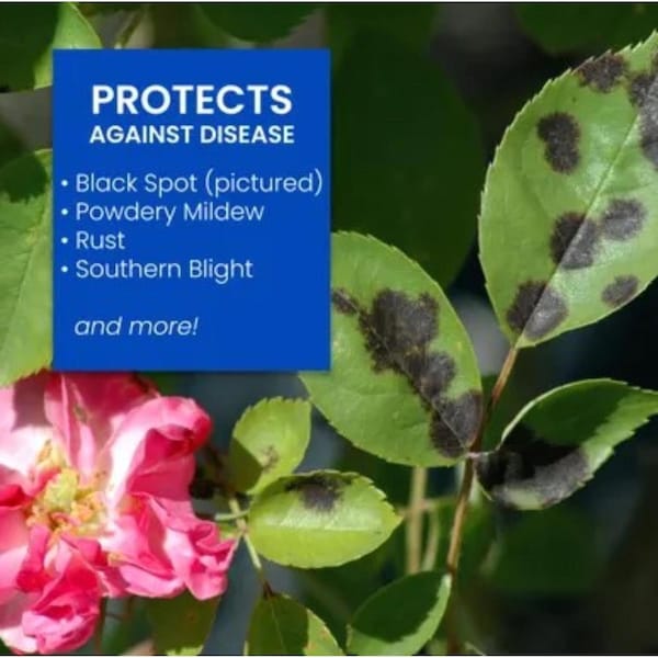 Sbm Life Science BioAdvanced All-In-One Granules Rose and Flower Plant Food 4 lb - 70116E