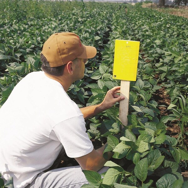 Trece Pherocon Baited AM Yellow Sticky Traps with Ties, PK25 - T3305-00 GE