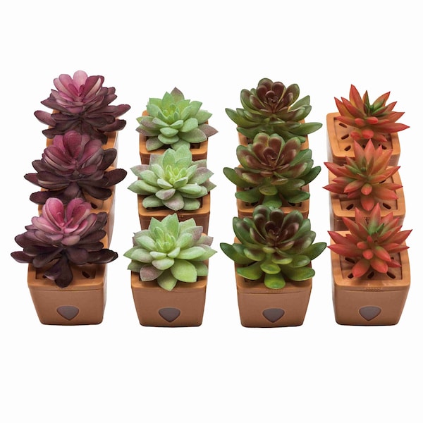 Jt Eaton ZendoZones Fruit Fly Traps, 12 Assorted with Terracotta Base - 1820B-HALEN