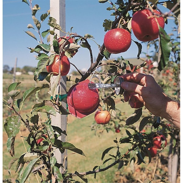 Olson Products Apple Maggot Fly Traps, Pack of 100 - RCSPE100