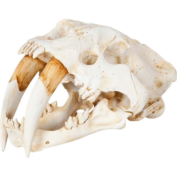 Homeroots 15 x 9 x 9 in. Authentic Replica White Sabertooth Skull Sculpture - 392417