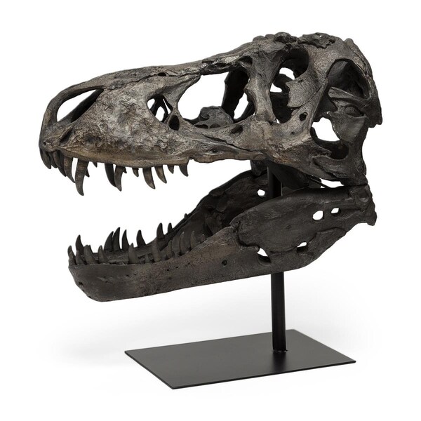 Homeroots 20 x 11 x 19 in. Authentic Replica Brown T Rex Skull Sculpture - 392483