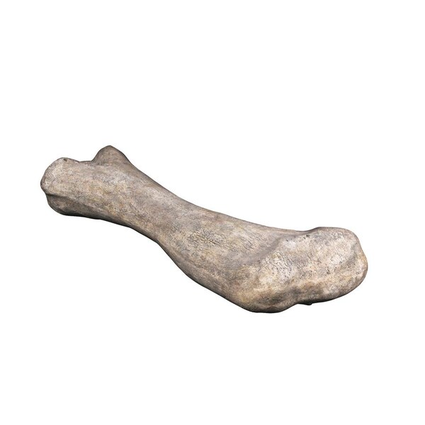 Design Toscano Apatosaurus Femur Bone Fossil Statue - NE140057