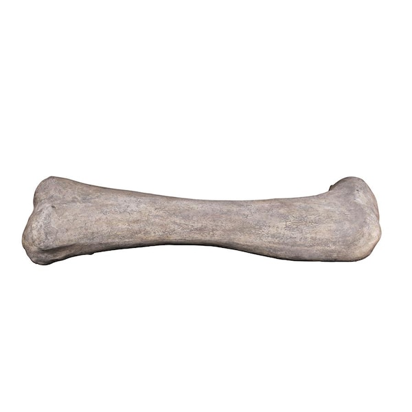 Design Toscano Apatosaurus Femur Bone Fossil Statue - NE140057