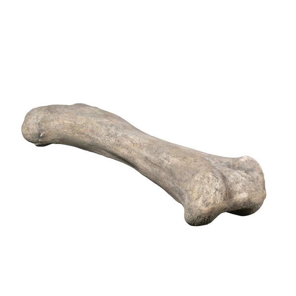 Design Toscano Apatosaurus Femur Bone Fossil Statue - NE140057