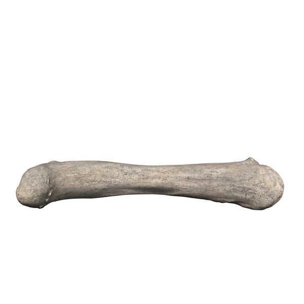 Design Toscano Apatosaurus Femur Bone Fossil Statue - NE140057
