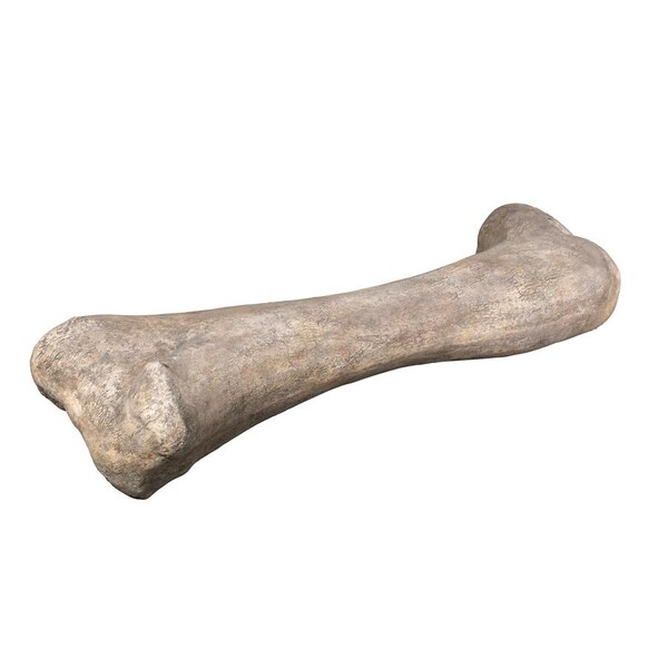 Design Toscano Apatosaurus Femur Bone Fossil Statue - NE140057
